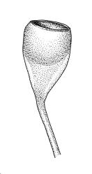 Entosthodon jamesonii subsp. productus, capsule, moist. Entosthodon jamesonii subsp. productus drawn from G.O.K. Sainsbury s.n., Nov. 1931, CHR 499803.
 Image: R.C. Wagstaff © Landcare Research 2019 CC BY 3.0 NZ